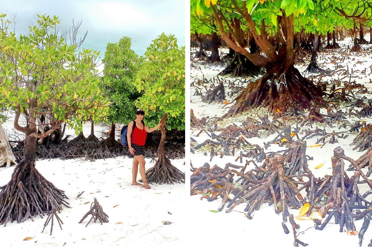 Zanzibar, Mangrove trees
