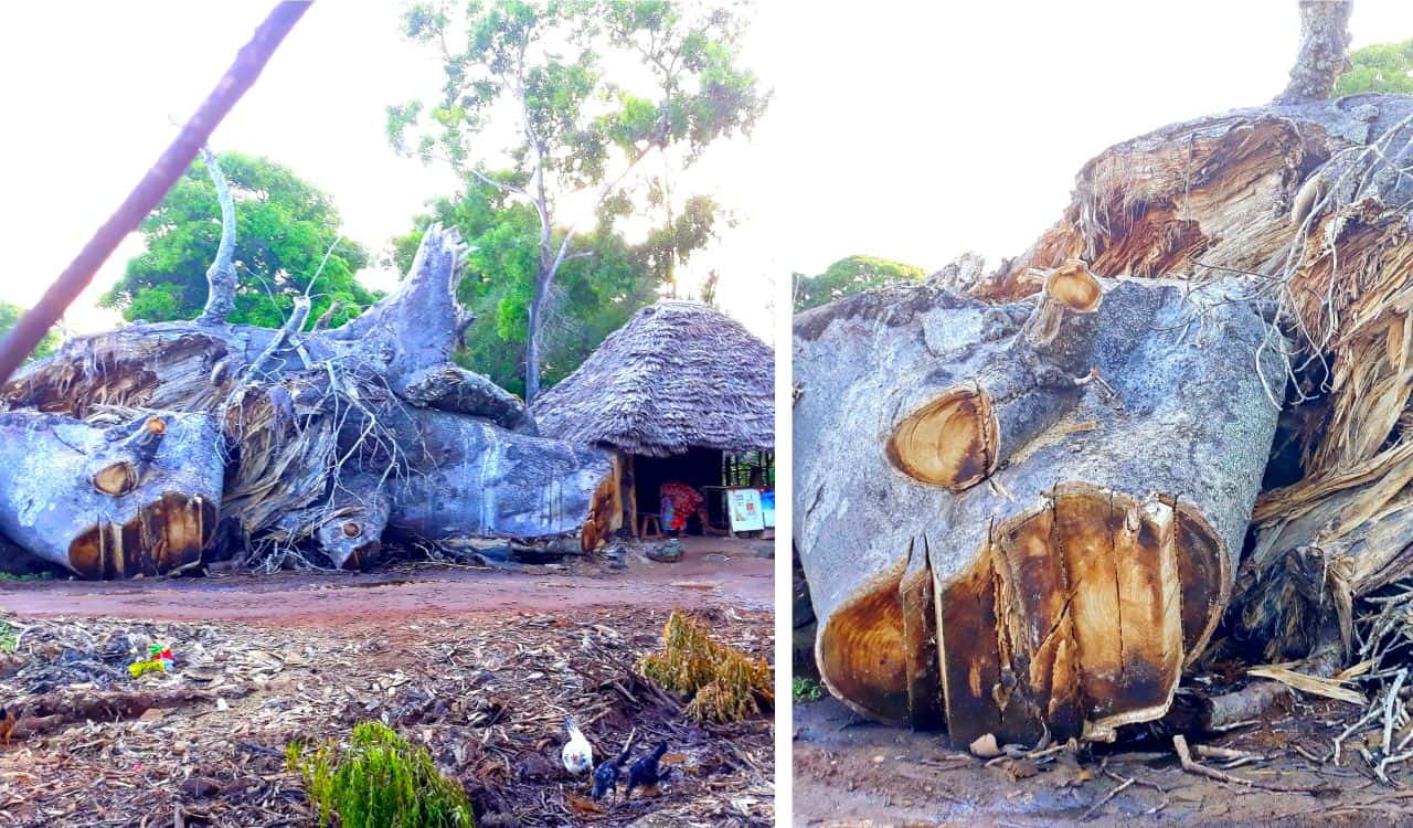 Zanzibar, baobab fallen down, Kizimkazi village