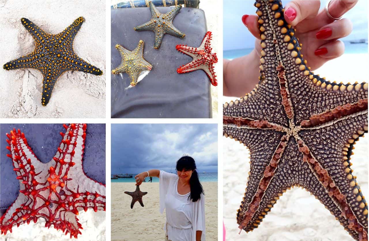 Zanzibar, colourful sea stars