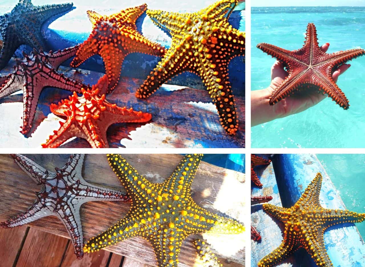 Beautiful Zanzibar sea stars