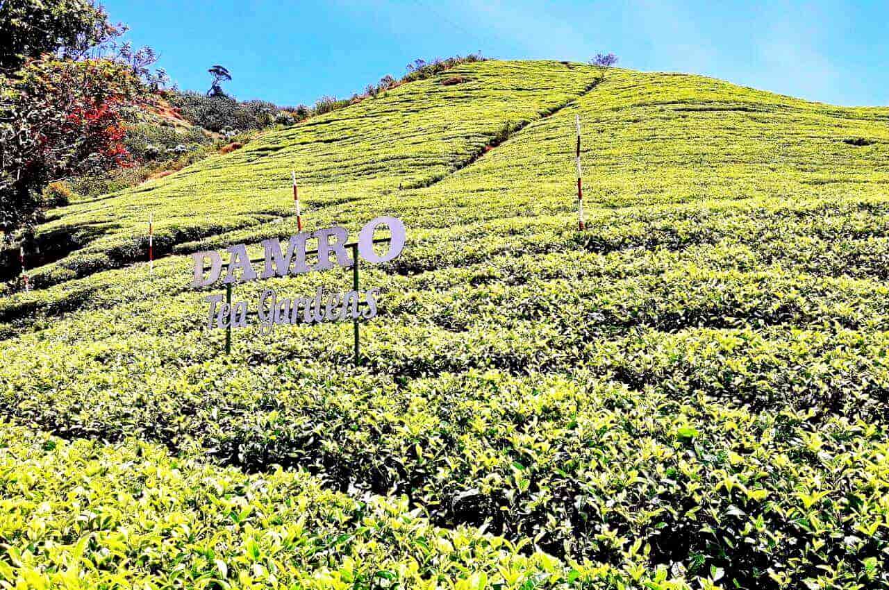 Damro, Tea plantation, Sri Lanka