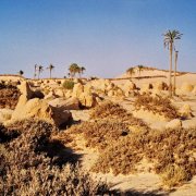 Sahara Landscape