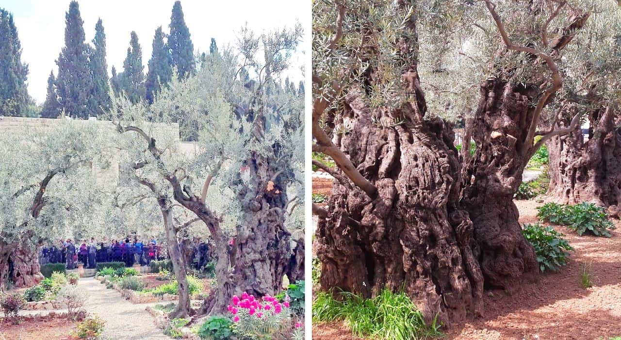 Jerusalem, Garden of Gethsemane