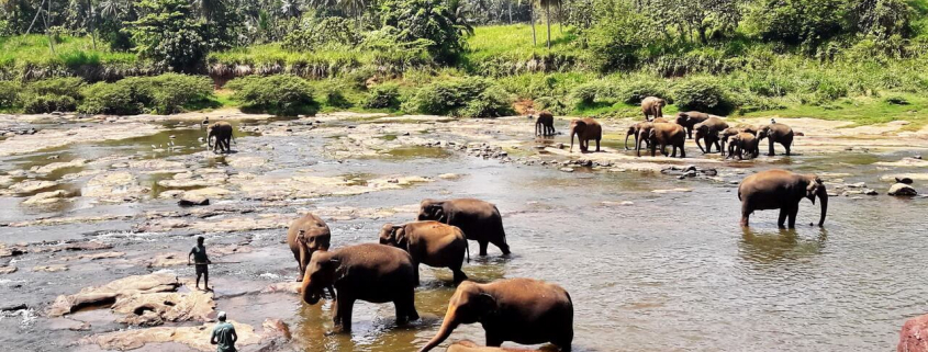 Pinnawala Elephant Orphanage