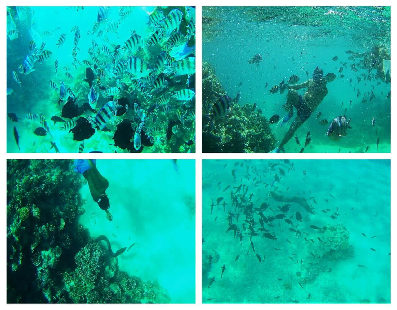 Snorkeling in the Red Sea, Hurghada