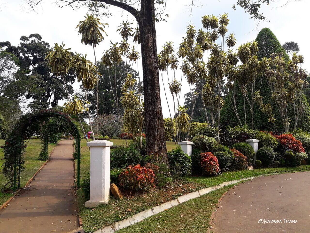 Peradeniya, Royal Botanical Gardne in Kandy