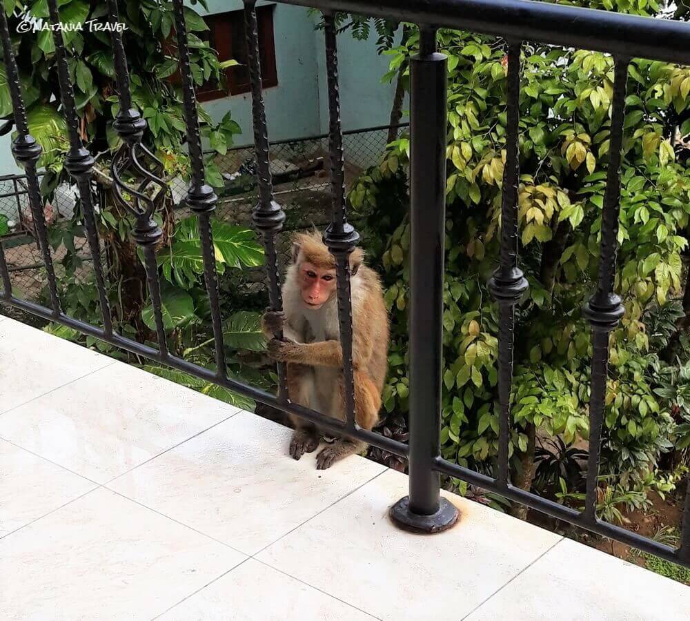 Monkey, Kandy hotel