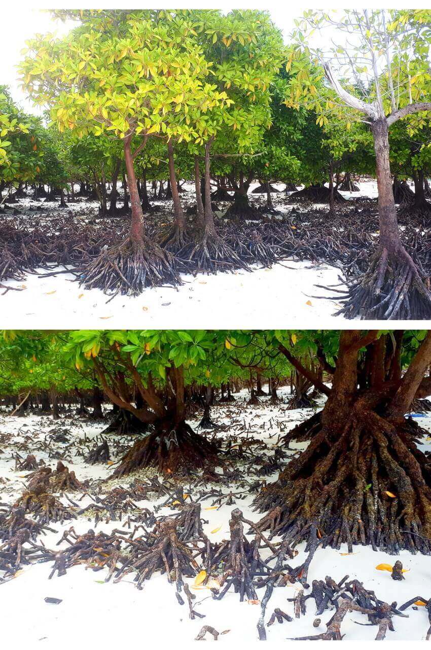Mangroves trees, Zanzibar