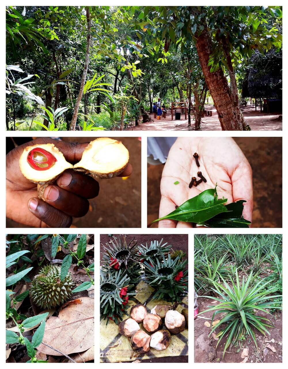 Spice Farm Zanzibar