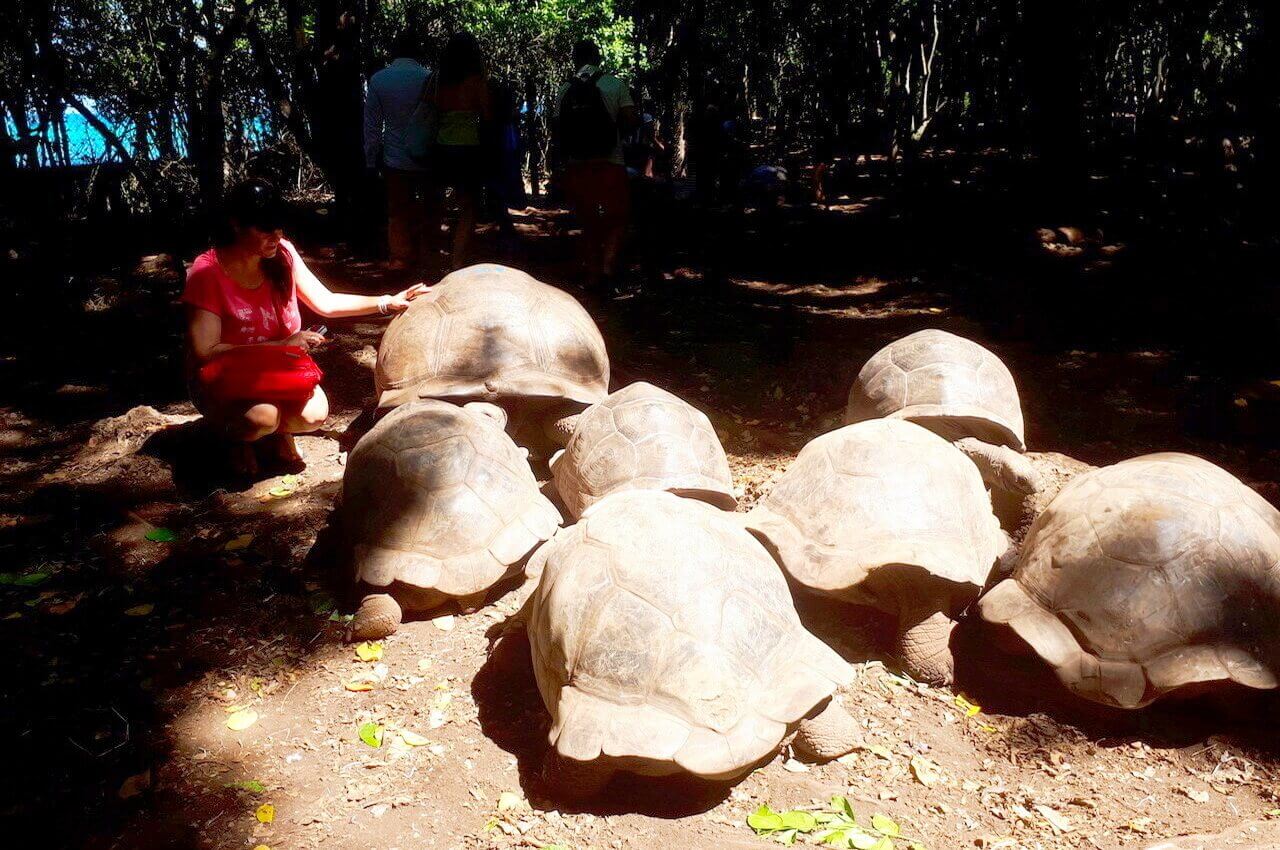 Zanzibar Prison island Aldabra tortoise