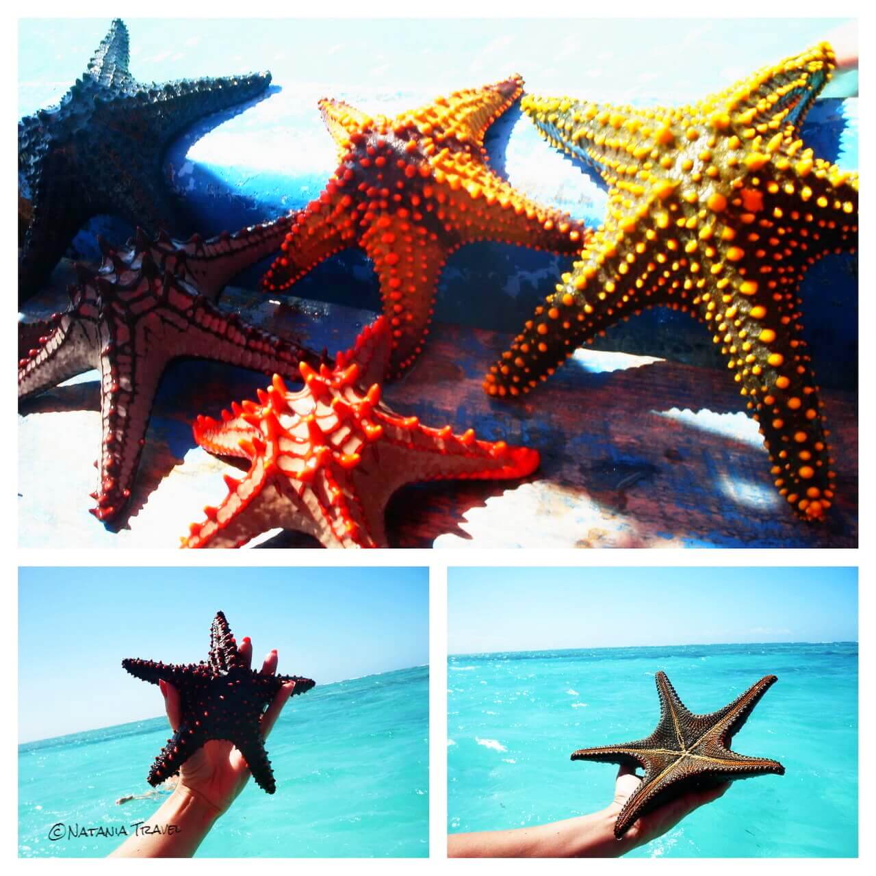Zanzibar's sea stars