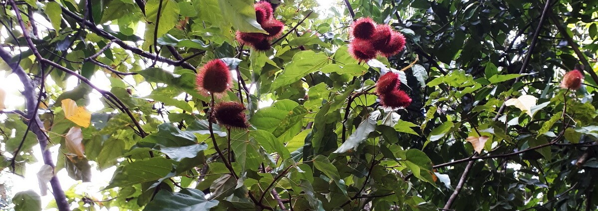 Lipstick fruit, Zanzibar