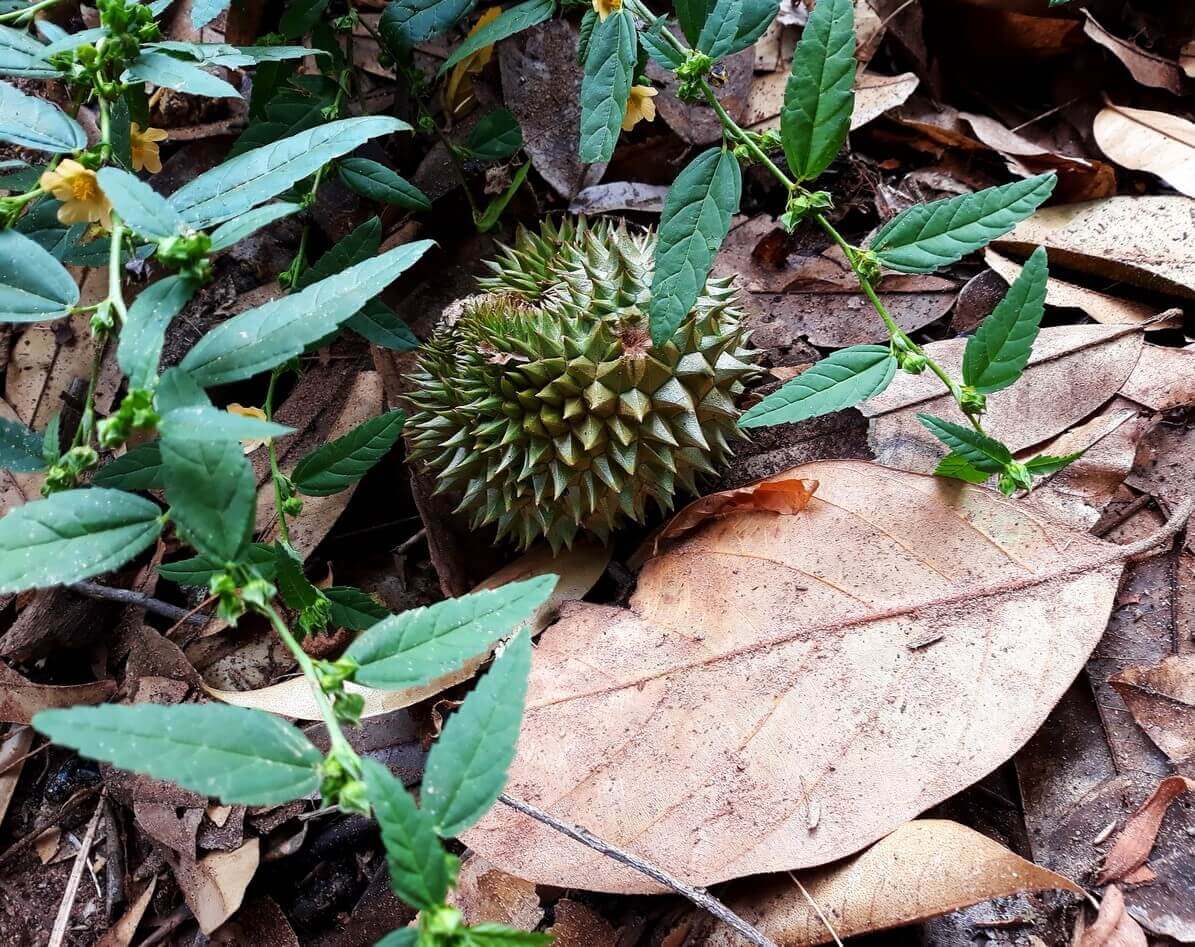 Durian fruit, Jambo Spice Farm Dole