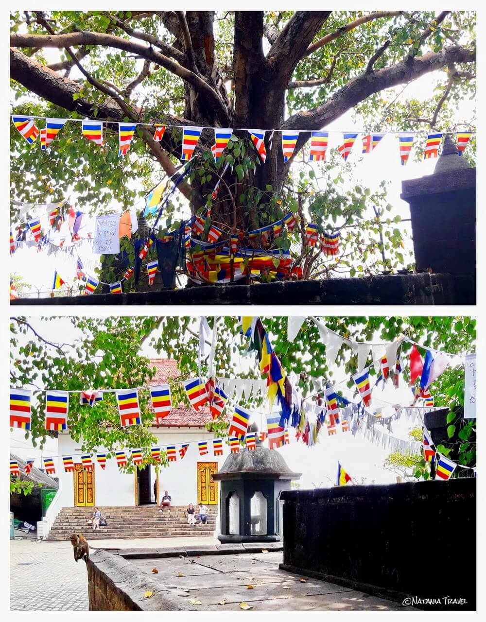 the Bodhi Tree and the Monkey in the Dambulla Courtyard Majmunčić Na Krovu Dambula Hrama