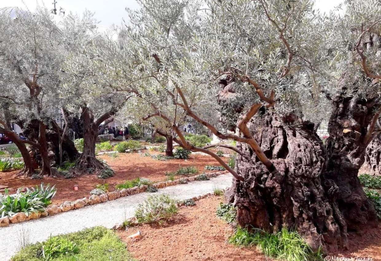 Jerusalem, Old olives in the Garden of Gethsemane