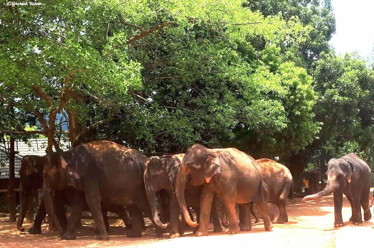 Elephant herd, Pinnawala, Sri Lanka