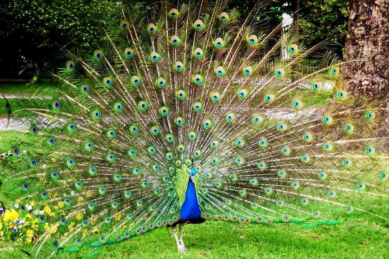 The peacock in Jardin Palacio do Cristal, Porto