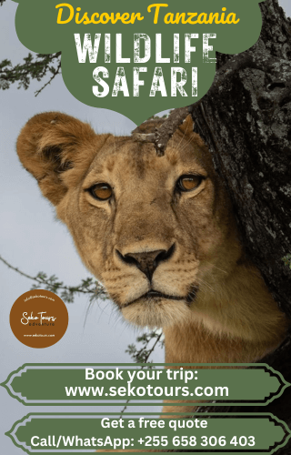 SEKO Tours, Tanzania, lioness banner