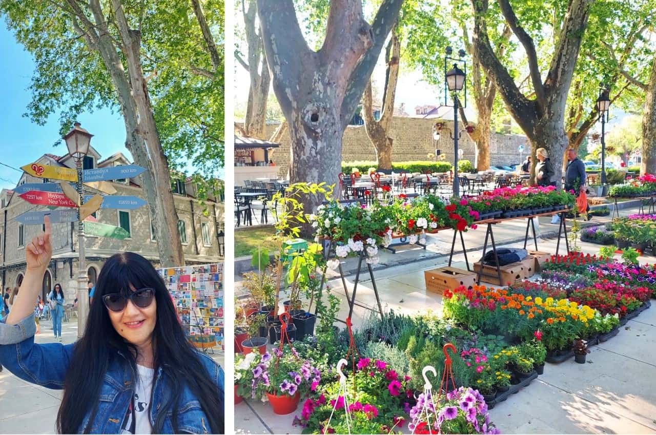 Trebinje flowers and plane trees