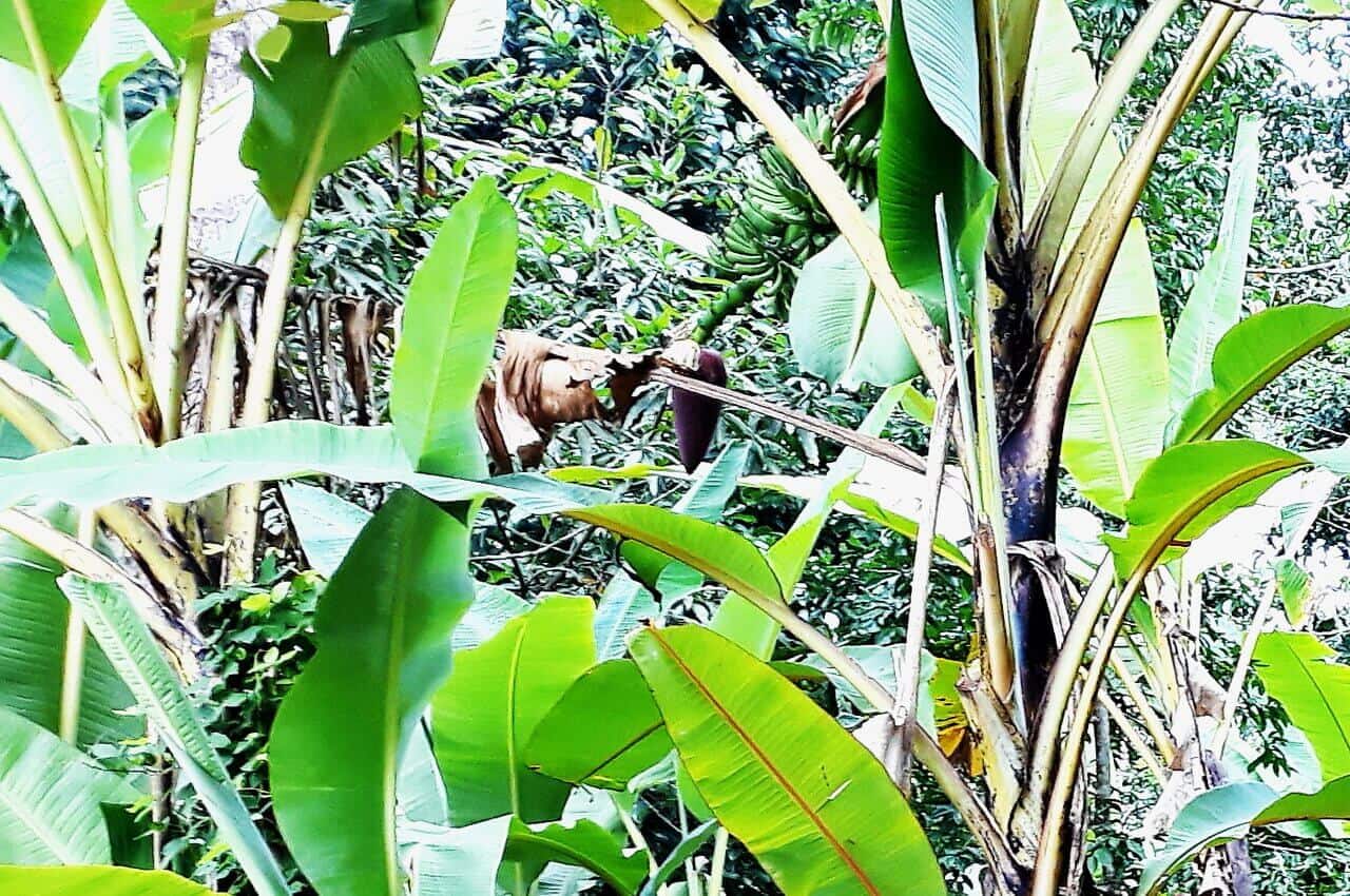 Zanzibar Spice Jambo farm, Banana tree