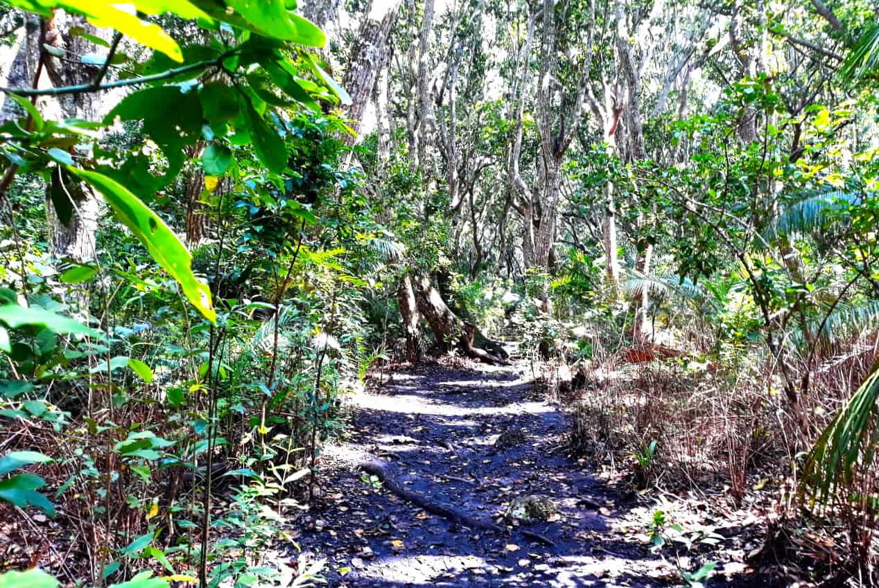 Zanzibar, path through Jozani Forest