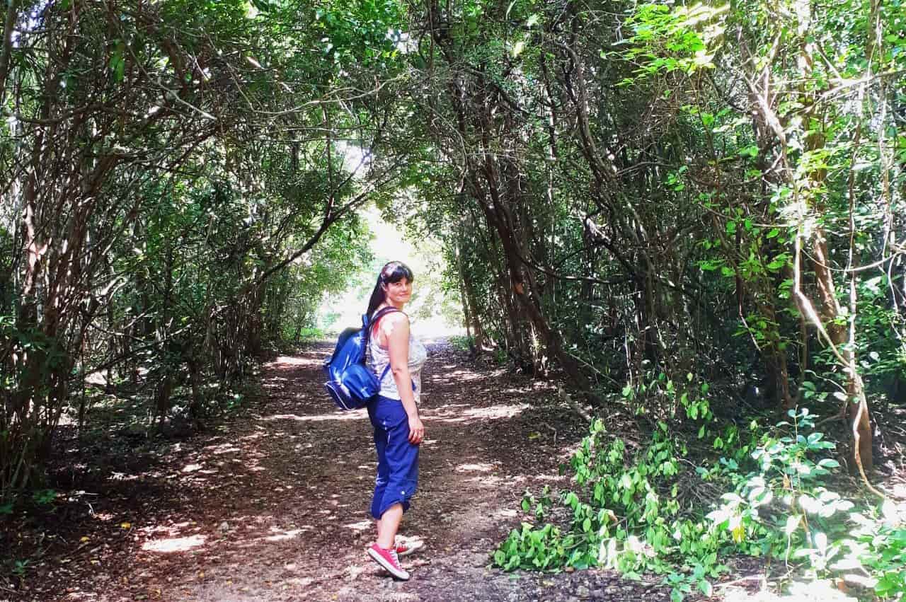 Zanzibar, a path in the Jozani Forest