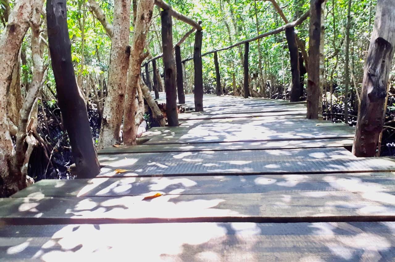 Mangrove boardwalk, Jozani Forest, Zanzibar