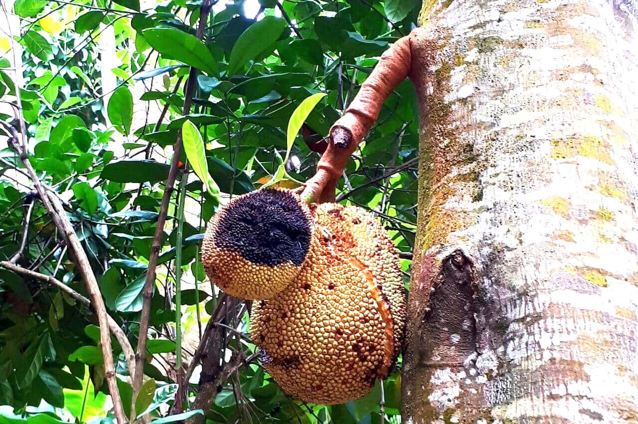 Jackfruit tree and fruit, Zanzibar