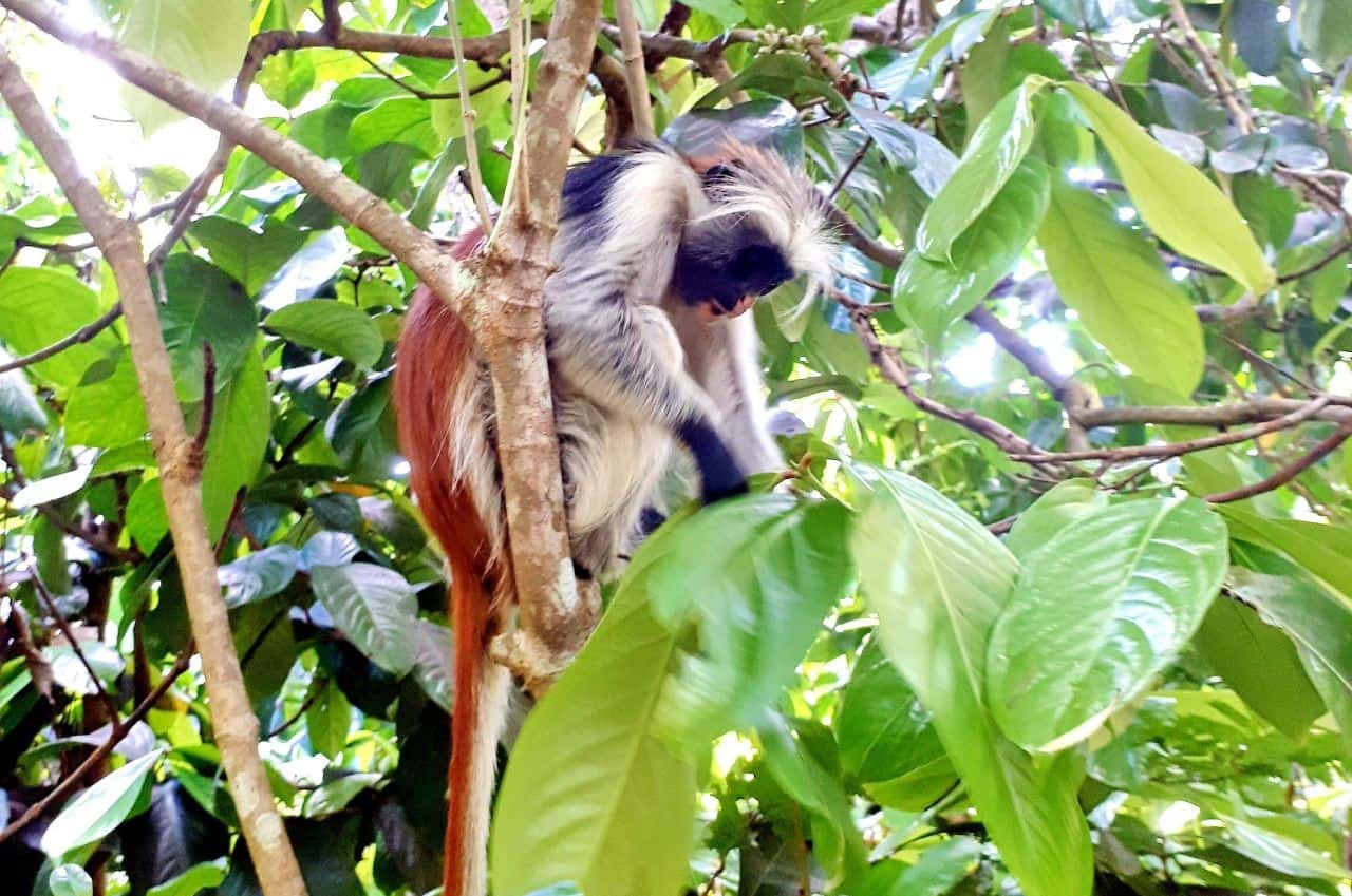 Zanzibar, Red Colobus Monkey, Jozani Forest