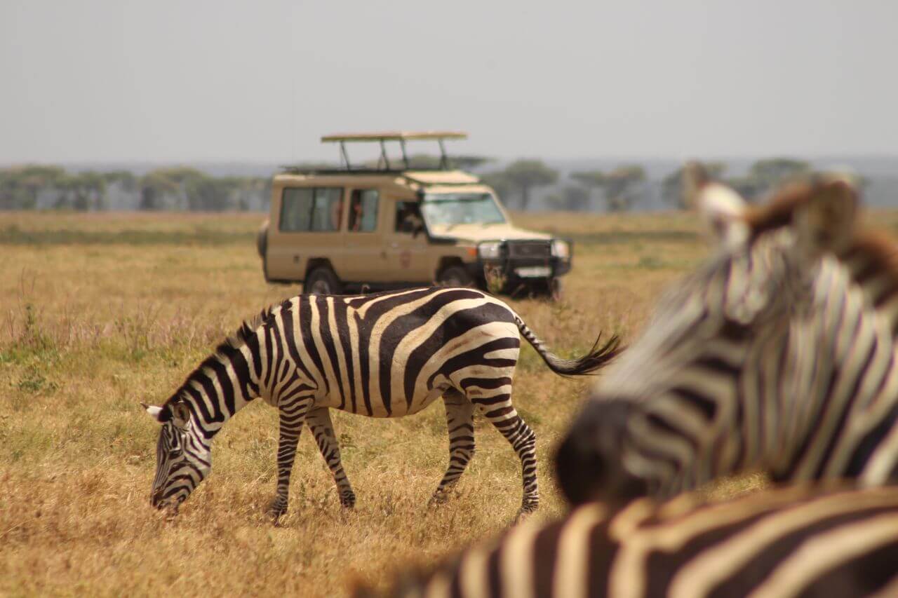 Photo © SEKO Tours, Safari in Tanzania: zebras