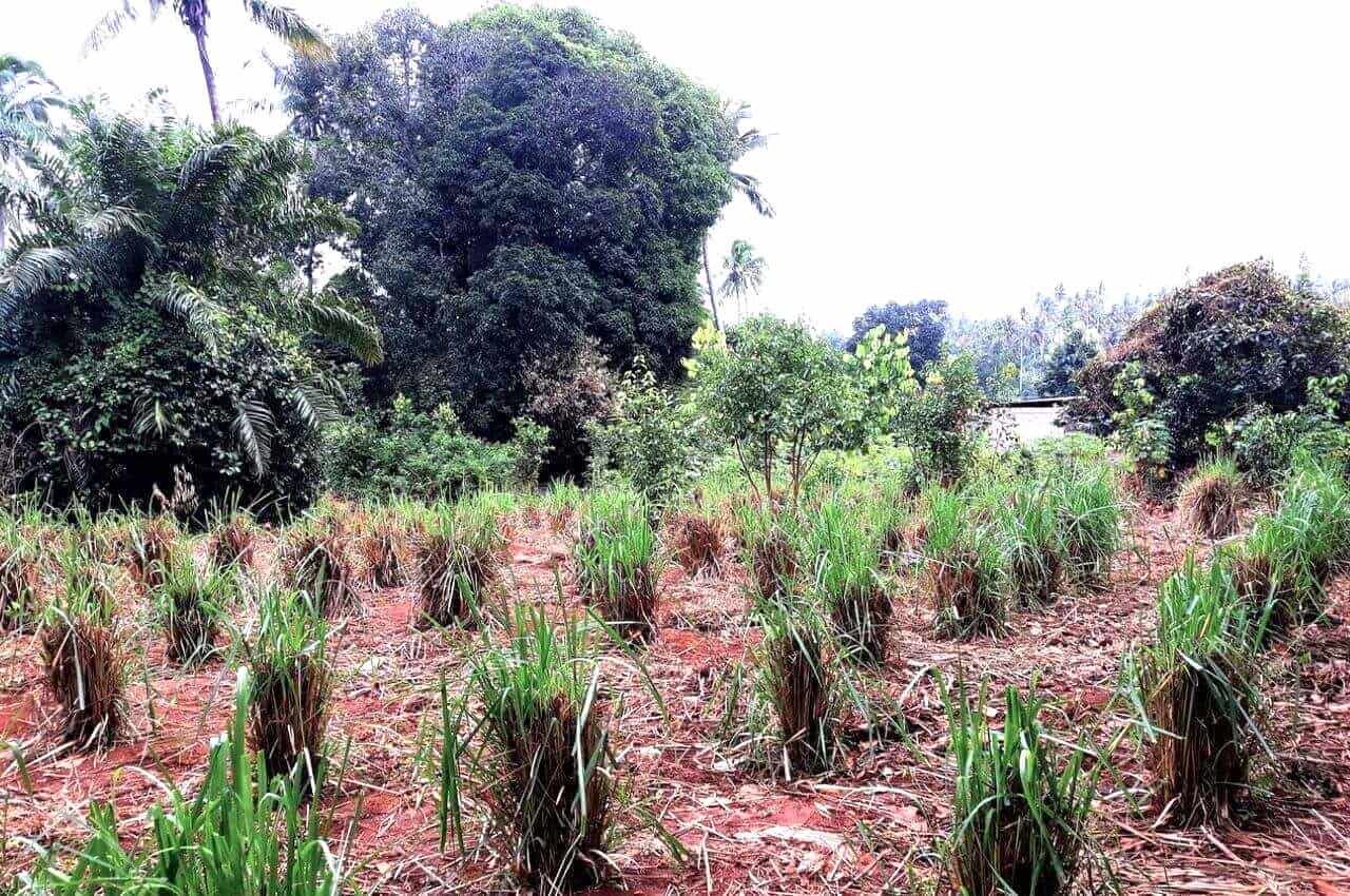 Zanzibar Spice Jambo farm, Lemongrass