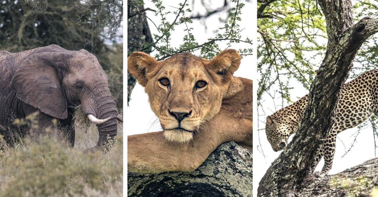 Photo © SEKO Tours, Safari in Tanzania: an elephant, a lionessa, a leopard
