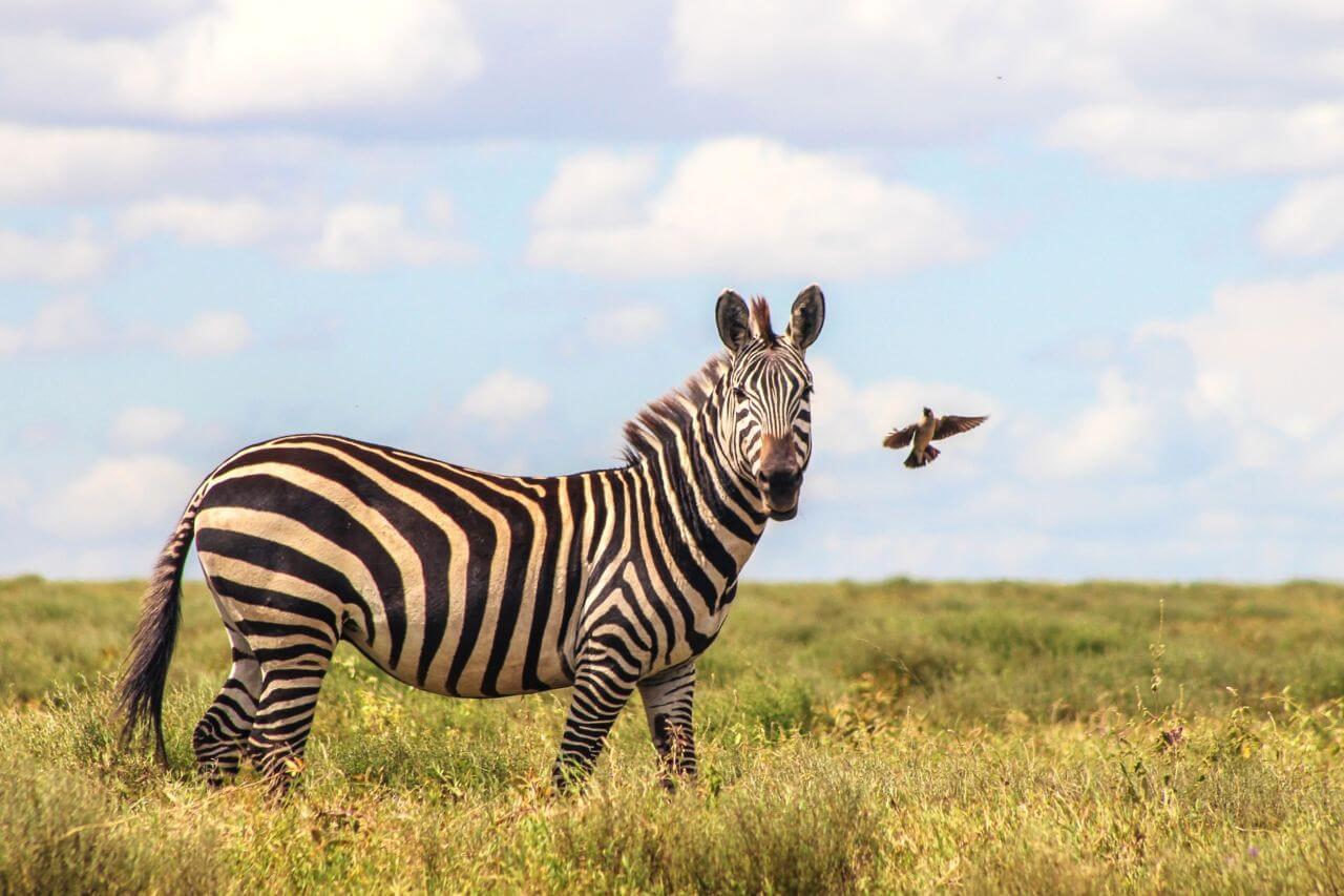 Safari in Tanzania, SEKO Tours