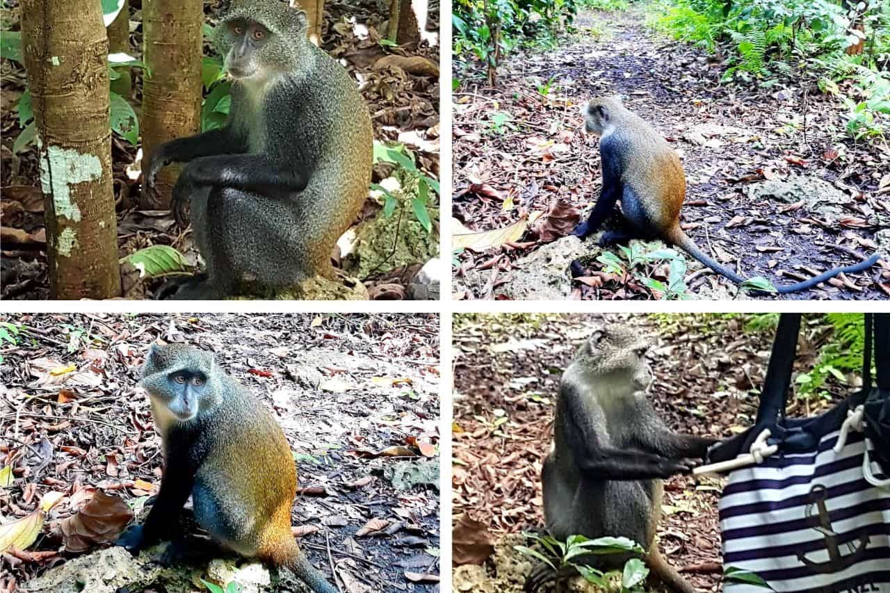 Zanzibar, Jozani Forest, Monkey business