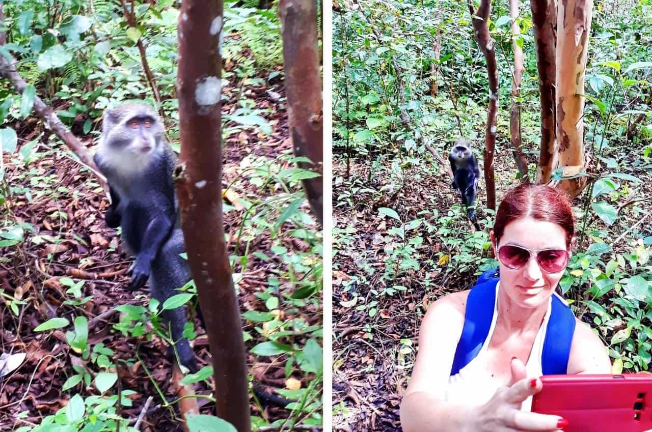 Zanzibar, Jozani Forest, Sykes Monkey