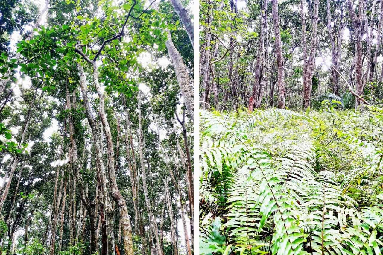 Zanzibar, Jozani Forest