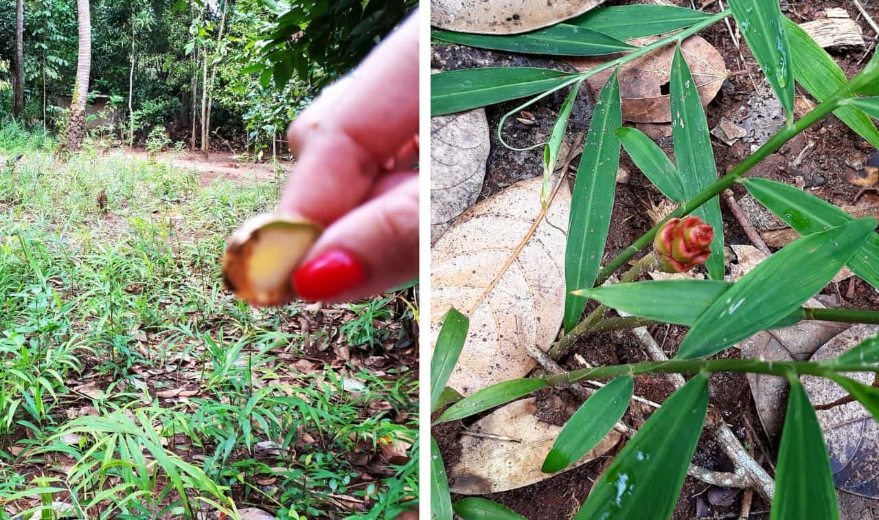 Zanzibar, Jumbo spice farm, Ginger spice