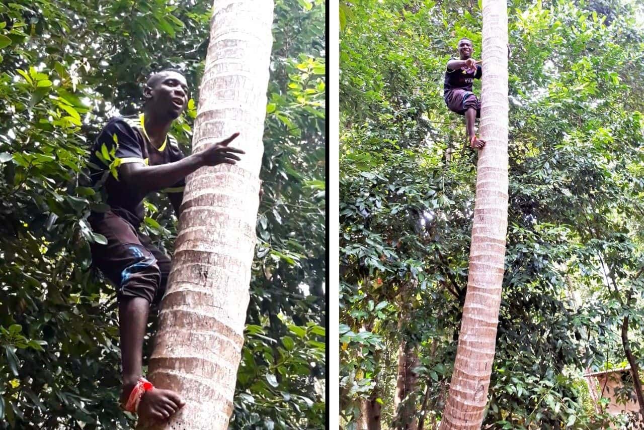 Climbing on a palm tree, spice farm Zanzibar