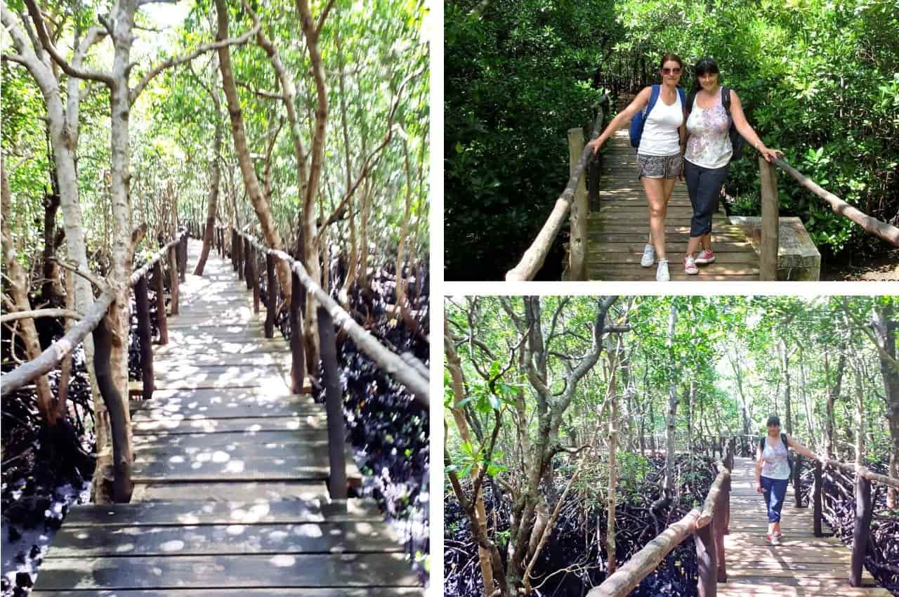 Zanzibar, Mangrove boardwalk in the Jozani Forest