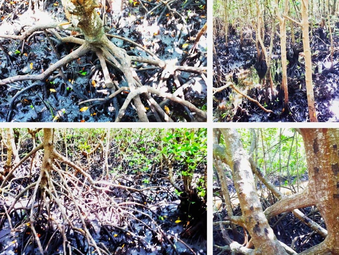 Zanzibar, Mangrove rots in the Jozani Forest