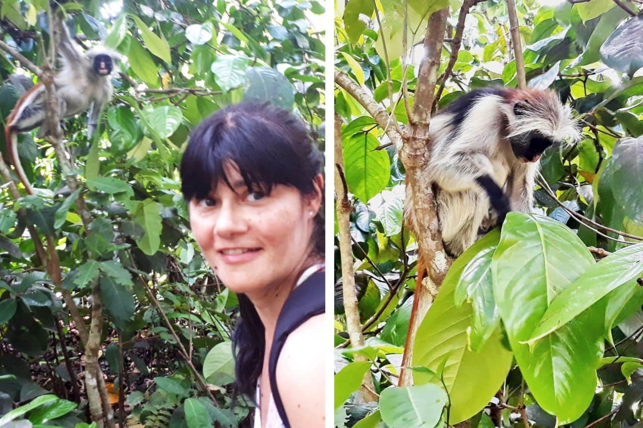 Zanzibar, Red Colobus Monkey, Jozani Forest