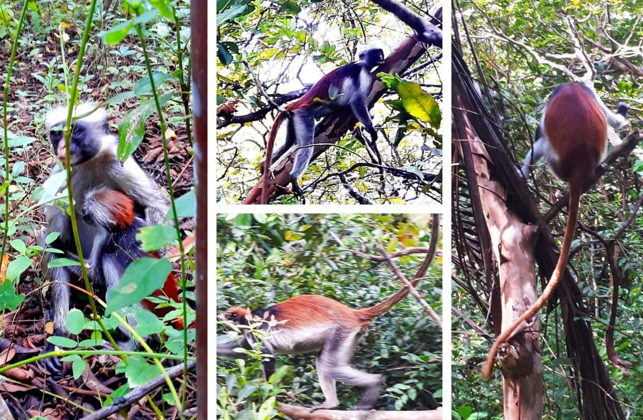 Zanzibar, Red Colobus Monkey, Jozani Forest