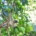Zanzibar, the Red Colobos Monkey eating leaf, Jozani Forest
