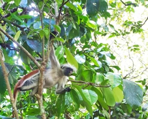 Zanzibar, the Red Colobos Monkey eating leaf, Jozani Forest