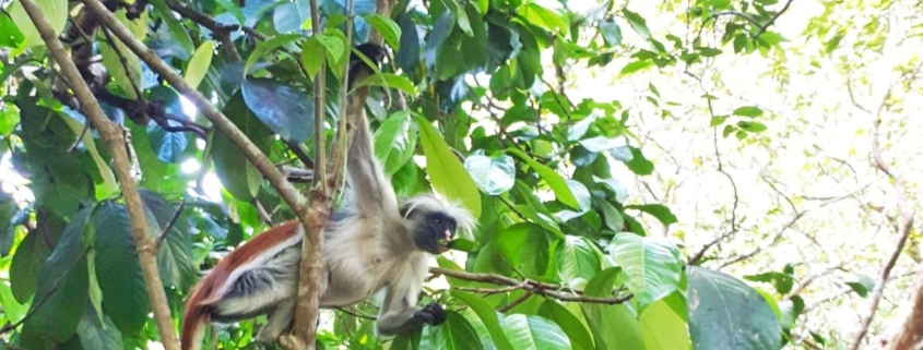 Zanzibar, the Red Colobos Monkey eating leaf, Jozani Forest