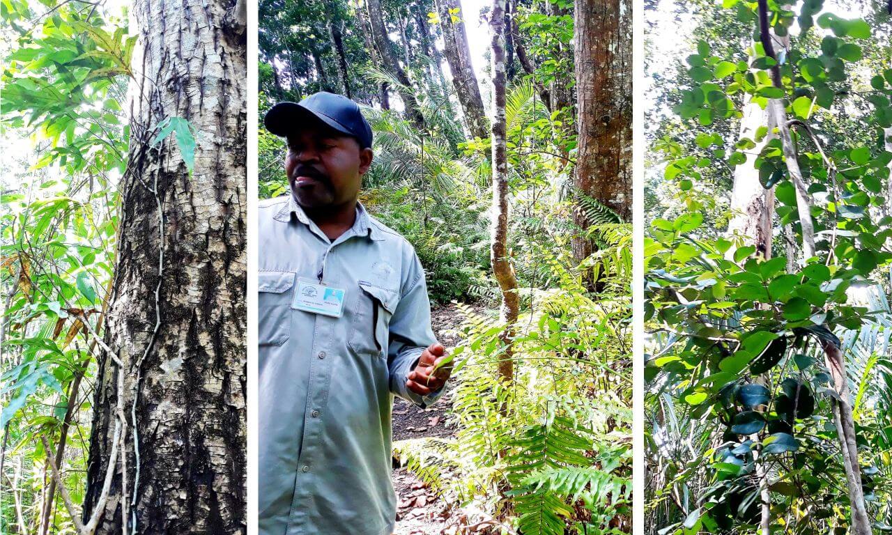 Zanzibar, various plants in the Jozani Forest