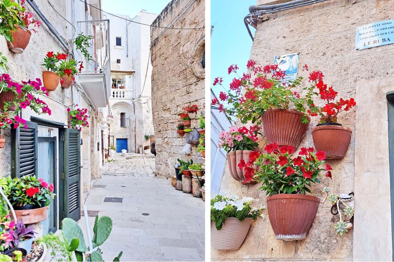 Monopoli flowers