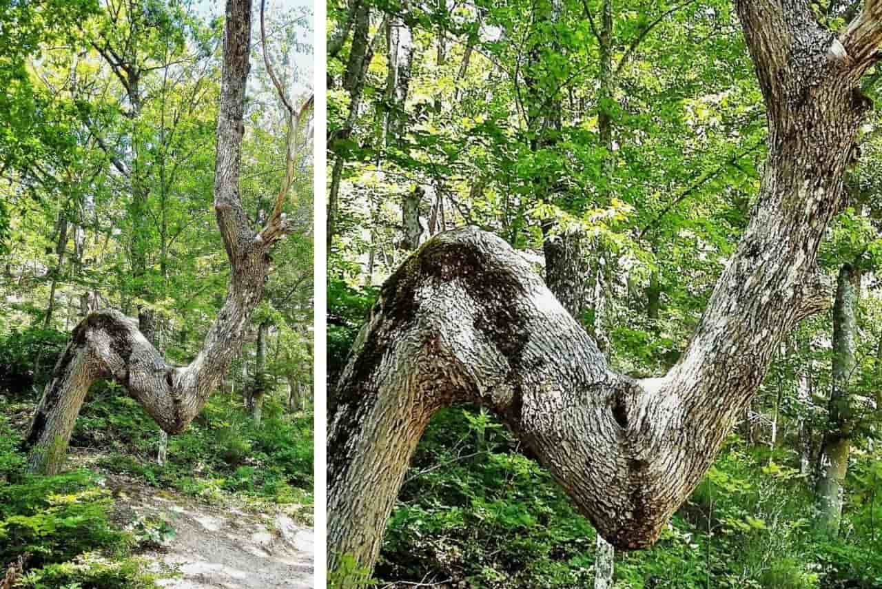 An interesting tree in the Devil's town