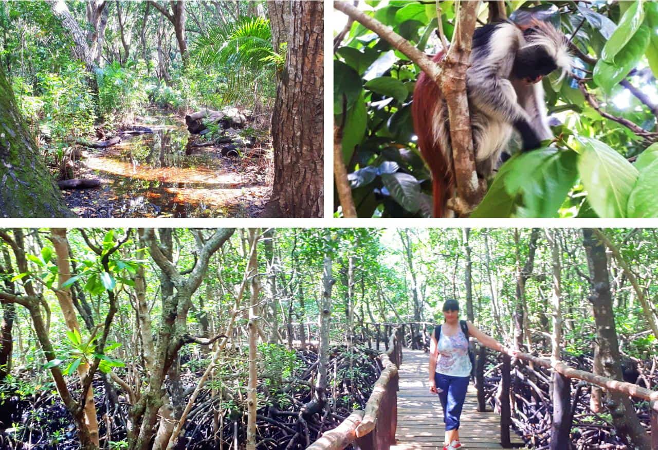 Zanzibar, Jozani Forest and Colobus monkey