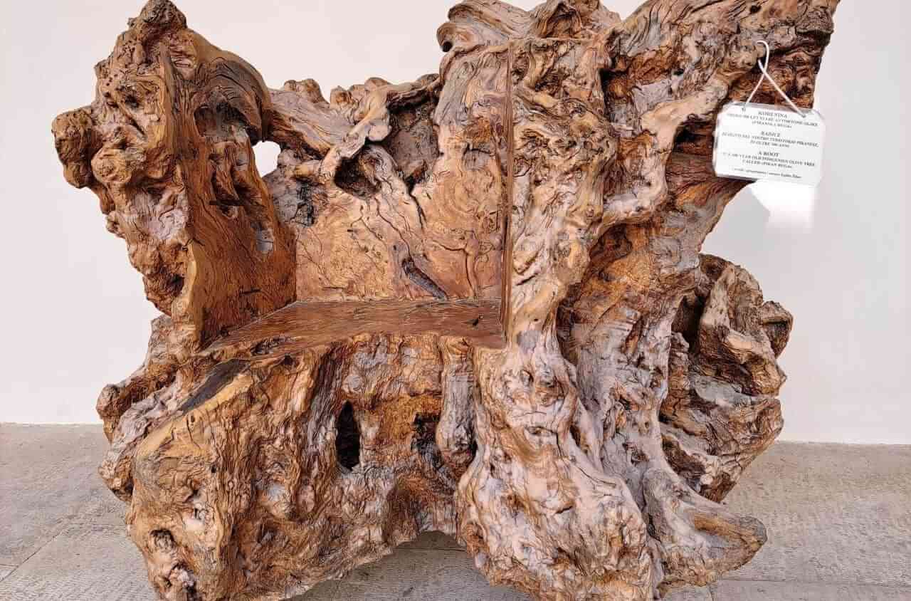A root of 500 old olive tree in the Monastery of Francis Assisi, Piran